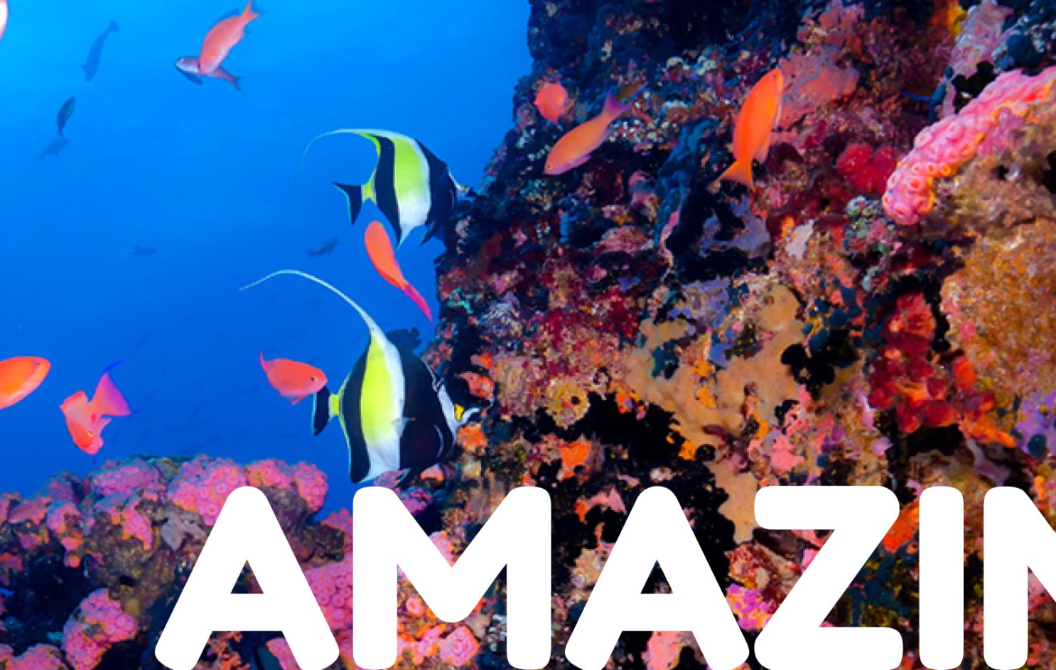 Amazing Corals Philippines