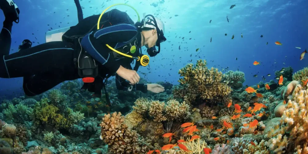 Diving in the Philippines